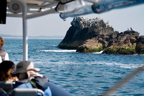 Julian Rocks Byron Bay Cruise - Gold Coast 2