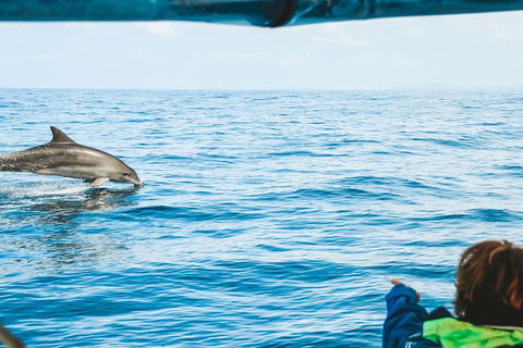 Cruise With Dolphins In Byron Bay - Tourism Gold Coast 0