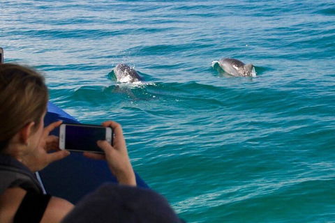 Cruise With Dolphins In Byron Bay - Tourism Gold Coast 1