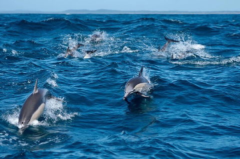 Cruise With Dolphins In Byron Bay - Tourism Gold Coast 2