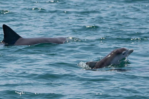 Cruise With Dolphins In Byron Bay - Tourism Gold Coast 5