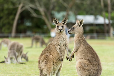 Melbourne Short Break Holiday To The Great Ocean Road & Grampians 3 Day Escape - Tourism Gold Coast 5