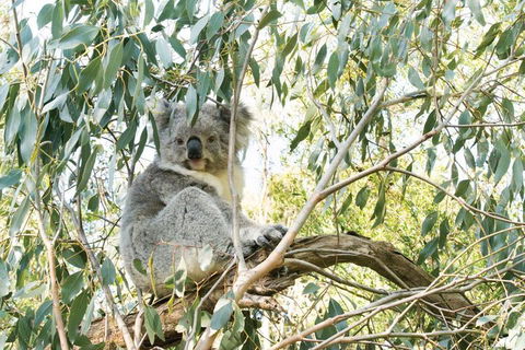 Ultimate Reverse Direction - 12 Apostles, Great Ocean Road - Small Group Tour - Tourism Gold Coast 5