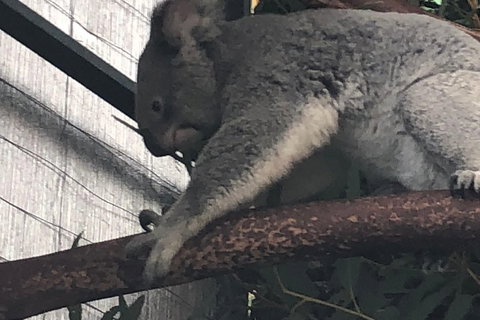 Perth Hills - Wildlife, Art & Gastronomy - Tourism Gold Coast 3
