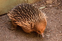 Puffing Billy And Healesville Sanctuary Scenic Tour, Melbourne