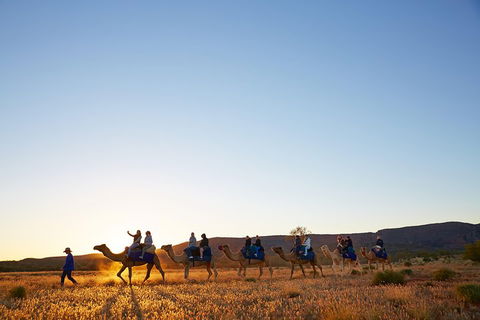 Alice Springs Camel Tour - Tourism Gold Coast 1