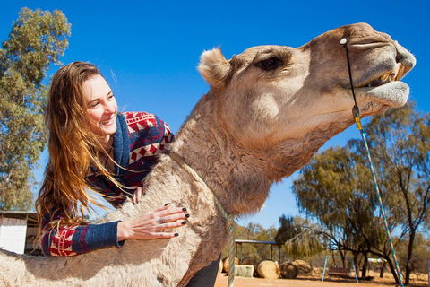Alice Springs Camel Tour - Tourism Gold Coast 2