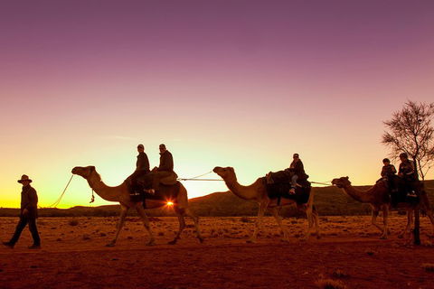 Alice Springs Camel Tour - Tourism Gold Coast 4