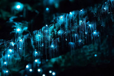 Hinterland Magic & Glow-worm Experience - Tourism Gold Coast 1