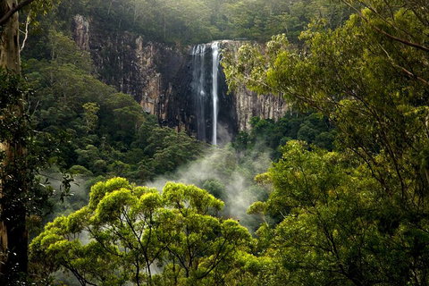 Hinterland Magic & Glow-worm Experience - Tourism Gold Coast 4
