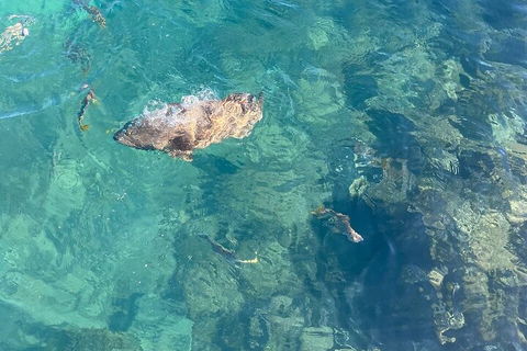 Aquascene Magnetic Island Discovery Tour - Tourism Gold Coast 1