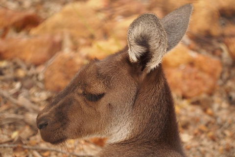 Australian Animals, Seascape And Sunset Photography Tour - Tourism Gold Coast 0