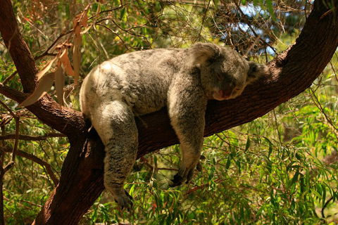 Australian Animals, Seascape And Sunset Photography Tour - Tourism Gold Coast 1