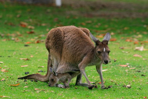 Australian Animals, Seascape And Sunset Photography Tour - Tourism Gold Coast 2