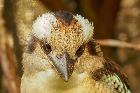 Australian Animals, Seascape And Sunset Photography Tour - Tourism Gold Coast 3