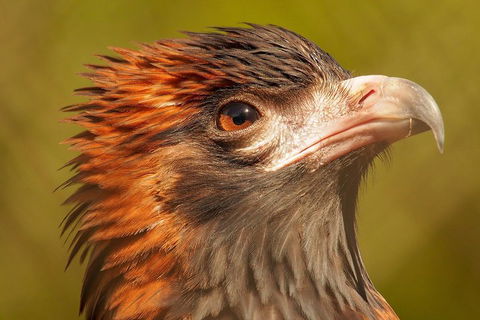 Australian Animals, Seascape And Sunset Photography Tour - Tourism Gold Coast 4