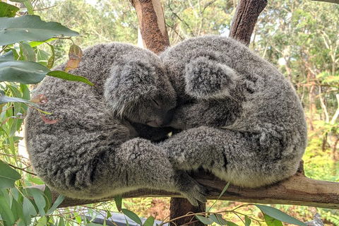 Australian Wildlife & Waterfalls Private Tour With 'Personalised Sydney Tours' - Tourism Gold Coast 2