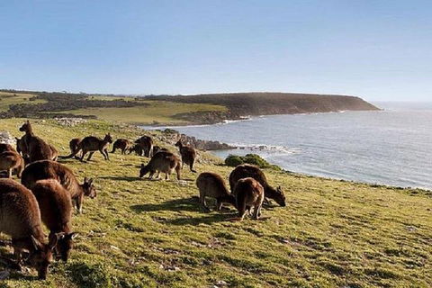 Kangaroo Island Personal Group Tours - Tourism Gold Coast 0