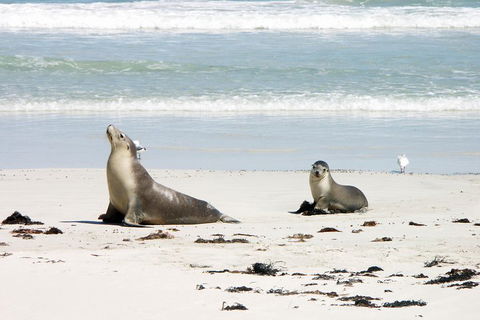 Kangaroo Island Personal Group Tours - Tourism Gold Coast 3