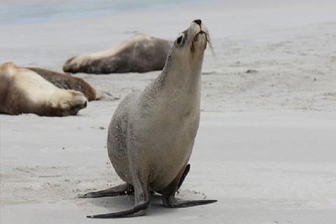 Kangaroo Island Personal Group Tours - Tourism Gold Coast 4
