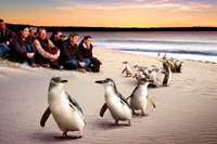 Private Tour Penguin Parade Phillip Island Tour., Melbourne