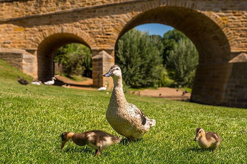 Richmond Historic Afternoon Tour From Hobart - Gold Coast 1