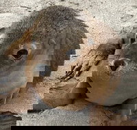 Kangaroo Island Scenic Trail Tour - Tourism Gold Coast