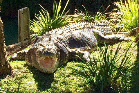 Central Coast Private Tour From Sydney, With Australian Reptile Park Option - Tourism Gold Coast 4