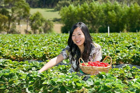 Mornington Peninsula Small Group Day Tour - Tourism Gold Coast 4