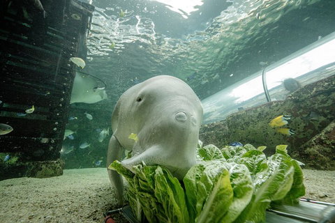 SEA LIFE Sydney Aquarium Entrance Ticket - Tourism Gold Coast 2