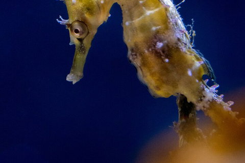 SEA LIFE Sydney Aquarium Entrance Ticket - Tourism Gold Coast 4