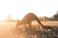Small Group Mornington Peninsula Hike and Hot Springs Day Tour from Melbourne