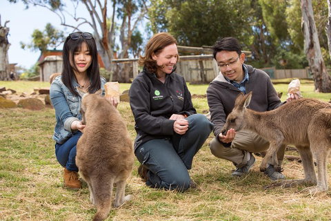 Bonorong Wildlife Park And Richmond Afternoon Tour From Hobart - Tourism Gold Coast 1