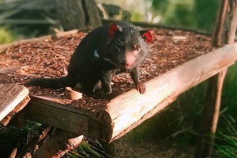 Bonorong Wildlife Park And Richmond Afternoon Tour From Hobart - Tourism Gold Coast 4