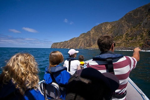 Seal Island Boat Tour From Victor Harbor - Tourism Gold Coast 0