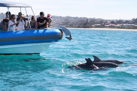Seal Island Boat Tour From Victor Harbor - Tourism Gold Coast 5