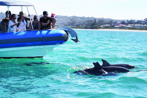 Southern Ocean Adventure From Victor Harbor - Tourism Gold Coast 2