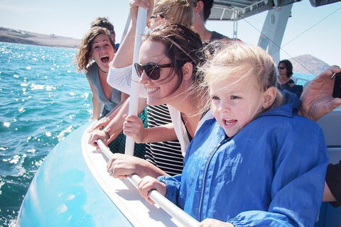 Southern Ocean Adventure From Victor Harbor - Tourism Gold Coast 4