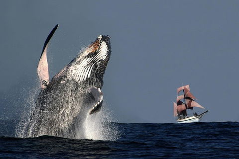 Sydney Harbour Tall Ship Whale & Sail - Whale Watching Cruise - Tourism Gold Coast 0