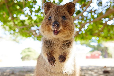 Discover Rottnest With Ferry & Bus Tour From Perth Or Fremantle - Tourism Gold Coast 0