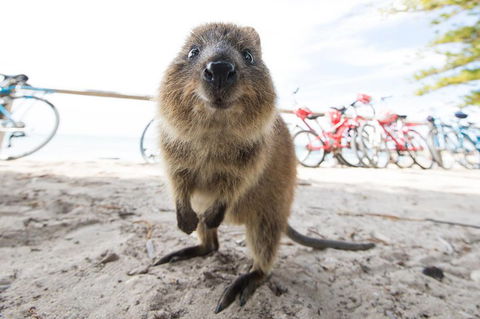 Rottnest Island Round-Trip Ferry From Perth Or Fremantle - Tourism Gold Coast 3