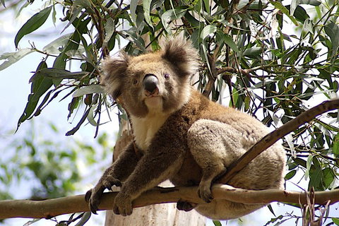 Melbourne Combo: Great Ocean Road, Puffing Billy, Moonlit Sanctuary & Penguins - Tourism Gold Coast 3