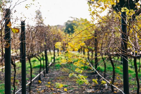 Australian Wine Discovery Tour Ticket - Tourism Gold Coast 4