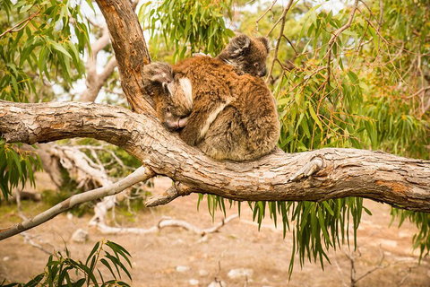 10 Day Perth To Adelaide Private Tour - The Great Australian Wilderness Journey - Tourism Gold Coast 4