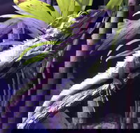 Cairns Aquarium Admission Ticket