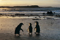 Phillip Island Penguin Parade Day Trip with Koala Conservation Reserve Visit, Melbourne