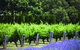 Ultimate Penfolds Magill Estate Experience - thumb 1
