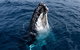 Phillip Island Whale Watching Tour - thumb 0