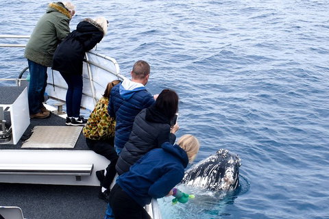 Phillip Island Whale Watching Tour - Tourism Gold Coast 1