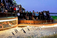 Book Viator Accommodation Vacations Tourism Gold Coast Tourism Gold Coast